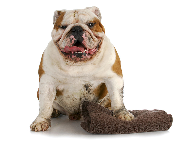 eliminate pet odors