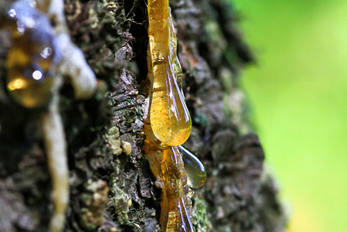 remove tree sap